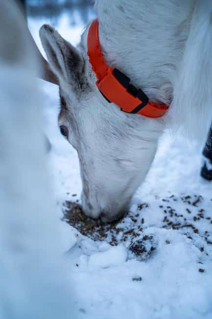 Malangen Sami Camp and Reindeer Experience with Lunch - Key highlights worth your time