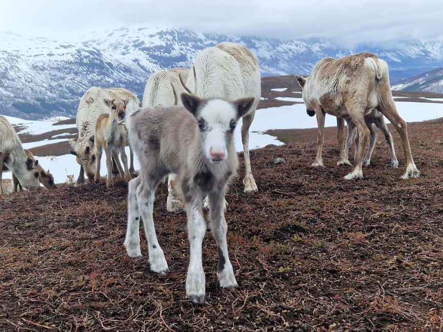 Malangen Sami Camp and Reindeer Experience with Lunch - Fjords to Malangen, then straight into Sami camp life