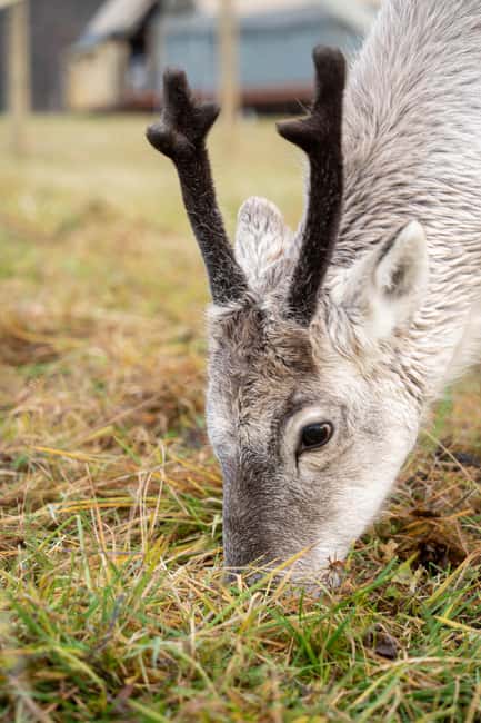 Malangen Sami Camp and Reindeer Experience with Lunch - Lunch inside a lavvu: warm up and slow down