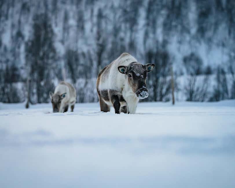 Malangen Sami Camp and Reindeer Experience with Lunch - Timing and transport: plan for the full 4.5 hours