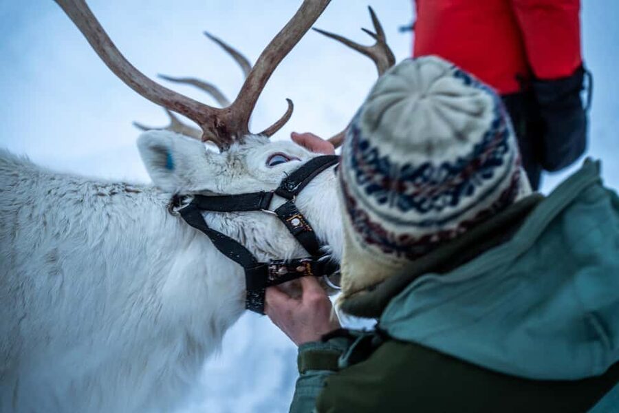 Malangen Sami Camp and Reindeer Experience with Lunch - Who this tour fits best, and who should reconsider