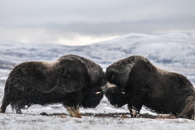 Musk ox Safari in Dovrefjell National Park, Oppdal Safari - Key takeaways before you go