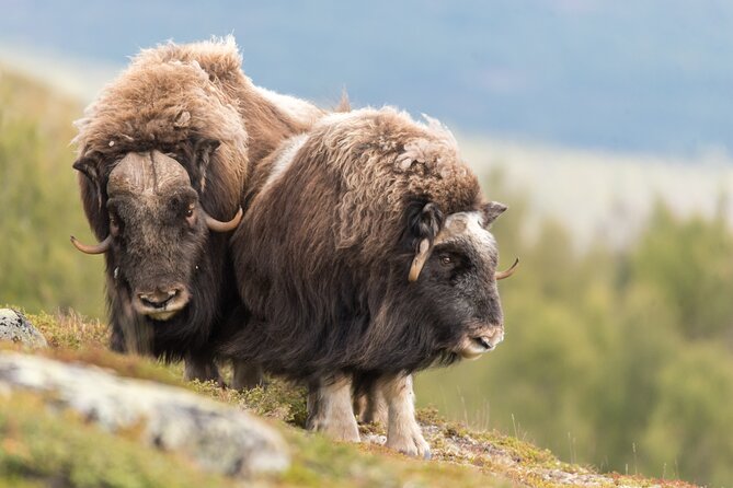 Musk ox Safari in Dovrefjell National Park, Oppdal Safari - Why Dovrefjell is such a good place to hunt for musk ox
