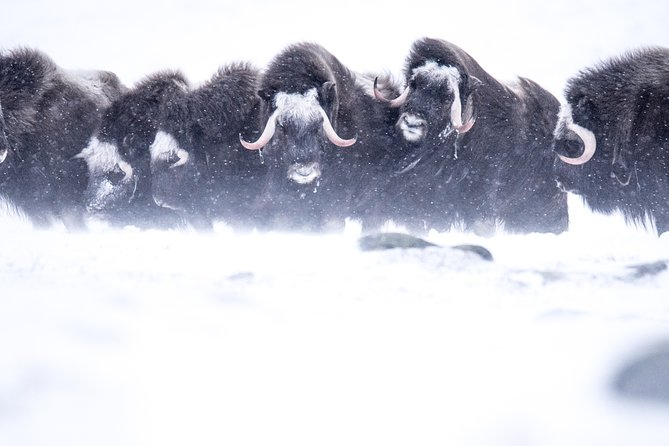 Musk ox Safari in Dovrefjell National Park, Oppdal Safari - The Oppdal start: where to meet and how the day usually flows