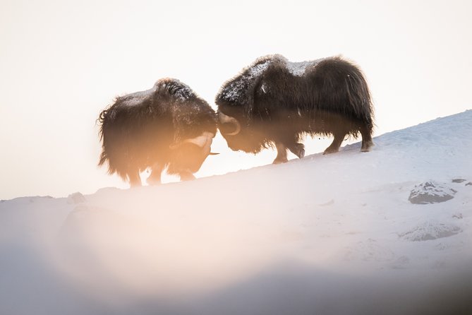 Musk ox Safari in Dovrefjell National Park, Oppdal Safari - Stop 1: Dovre-Sunndalsfjella walk, finding musk ox without crowding
