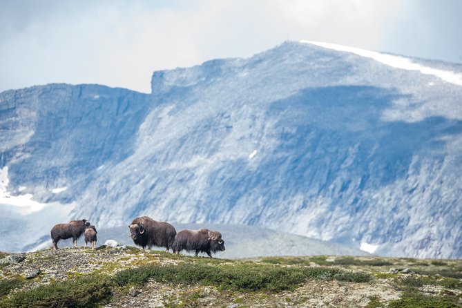 Musk ox Safari in Dovrefjell National Park, Oppdal Safari - Wildlife etiquette that makes the sightings better