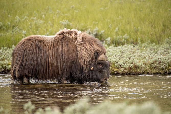 Musk ox Safari in Dovrefjell National Park, Oppdal Safari - The guide experience: information, humor, and how it helps you look better
