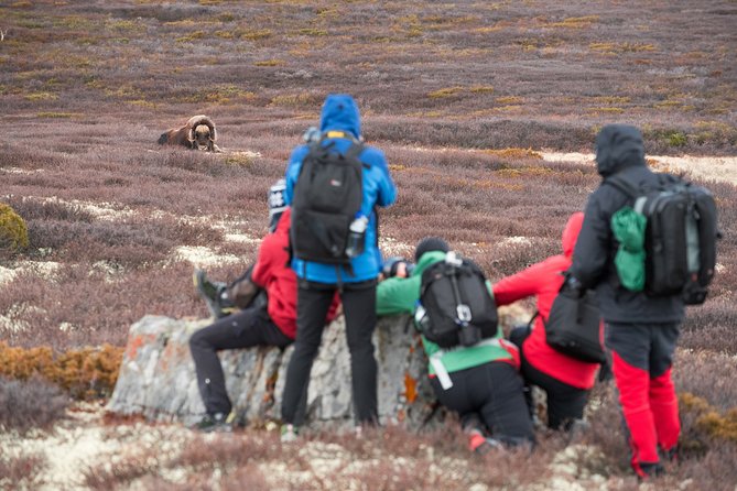 Musk ox Safari in Dovrefjell National Park, Oppdal Safari - Price and what you’re really buying with this $85.57 safari