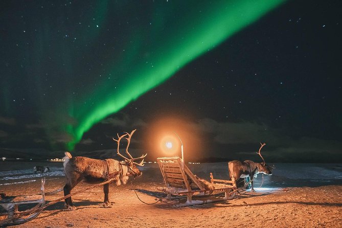 Night Reindeer Sledding with Camp Dinner and Chance of Northern Lights - How the 4.5 Hours Unfold from City Pickup to Gamme Dinner