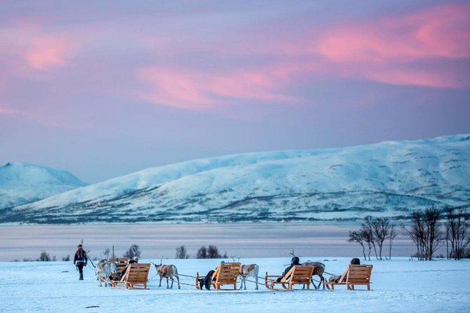 Night Reindeer Sledding with Camp Dinner and Chance of Northern Lights - Three Courses in a Traditional Gamme, Plus Joiking