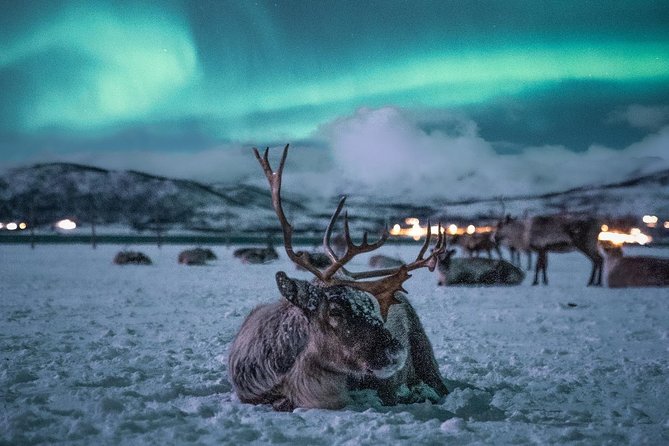 Night Reindeer Sledding with Camp Dinner and Chance of Northern Lights - Price and Value, Plus Small Practical Tips