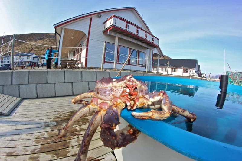 North Cape and King Crab Tour with Sámi Camp Tour - From Honningsvåg to Magerøya Island, it starts with stories and chances to spot reindeer