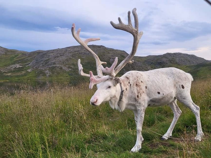 North Cape and King Crab Tour with Sámi Camp Tour - Nordkapphallen and the 1.5-hour North Cape window