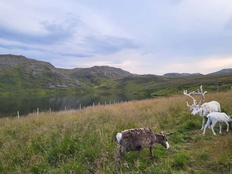 North Cape and King Crab Tour with Sámi Camp Tour - The seasonal Sámi camp stop, what you learn, and what to watch for