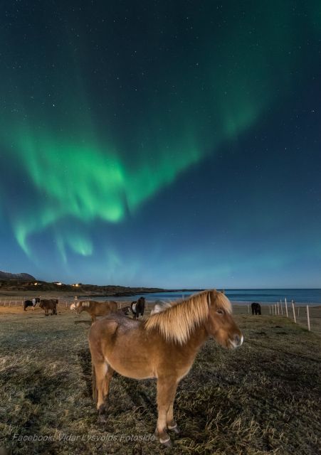 Northern light on horseback - Why this northern lights horse ride from Hov Gård feels special