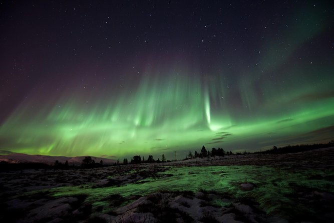 Northern Lights Husky Visit - Husky Meets Aurora: Why This Tromso Night Feels Different