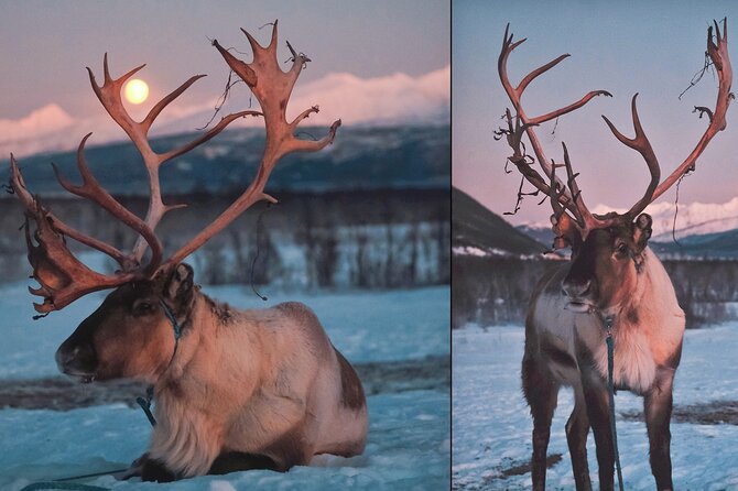 Overnight Stay with Reindeer Sledding & Feeding - Getting back to Tromsø: breakfast first, then a drive in the daylight