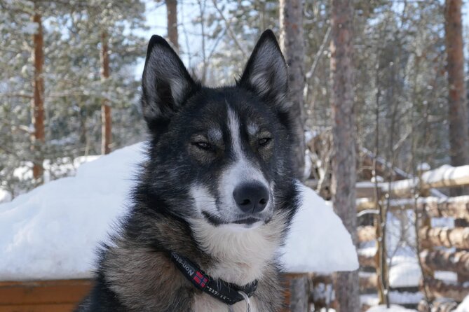 Privat sled trip with husky in the alta valley - Key highlights worth caring about
