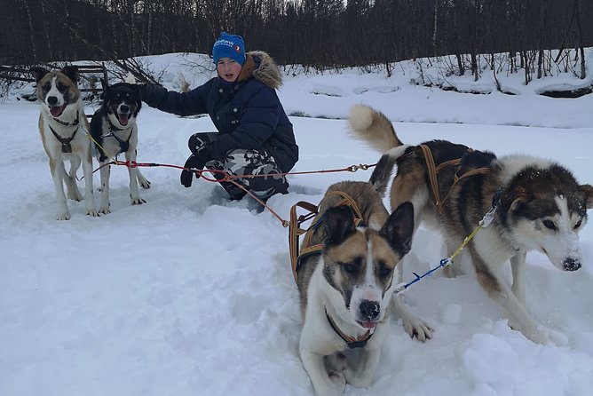 Privat sled trip with husky in the alta valley - Why this Alta husky sled trip feels personal, not packaged