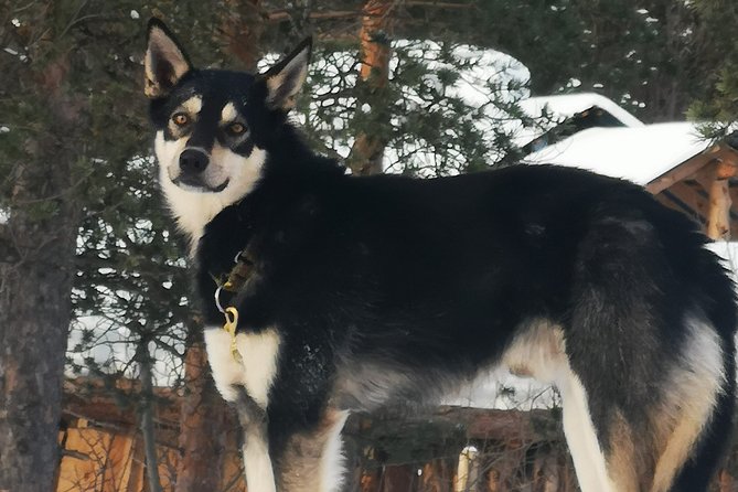 Privat sled trip with husky in the alta valley - Sled basics and the driving question: what you can do, and what you might not