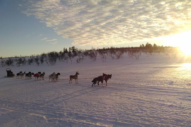 Privat sled trip with husky in the alta valley - The sled ride itself: 45 to 60 minutes through woods and along the Alta River