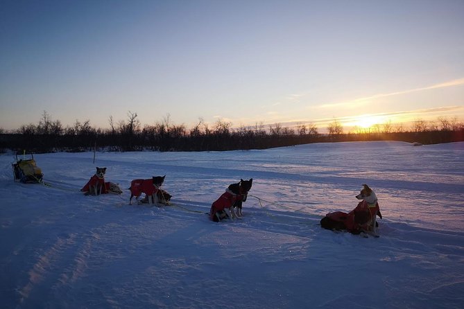 Privat sled trip with husky in the alta valley - Who should book this, and who might want to choose differently