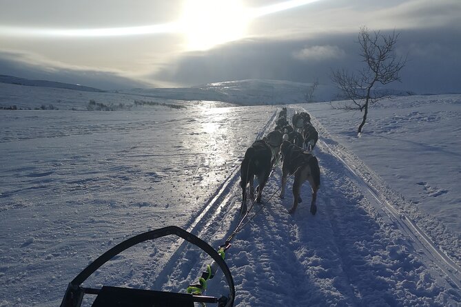 Privat sled trip with husky in the alta valley - Meeting the huskies up close, before you ever hear the harnesses