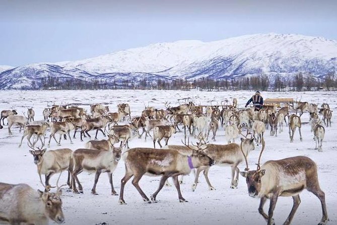 Reindeer Feeding and Sami Culture Including Lunch from Tromso - Key Highlights You Should Know
