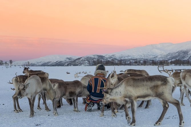 Reindeer Feeding and Sami Culture Including Lunch from Tromso - Getting There: The Prostneset Bus Terminal and the Coastal Ride