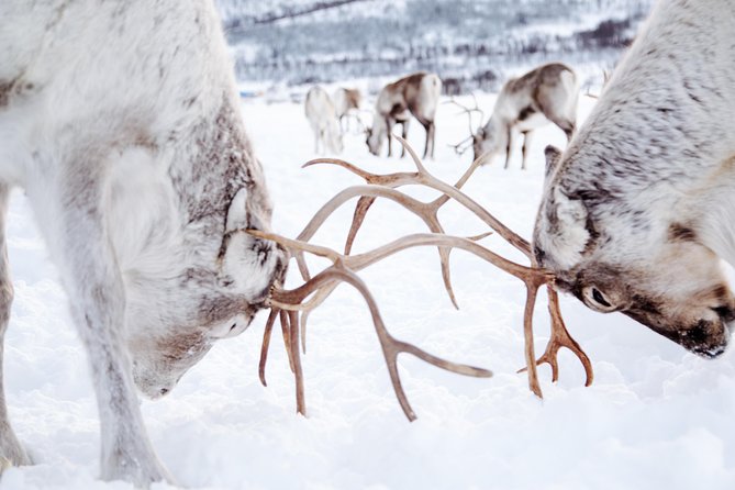 Reindeer Feeding and Sami Culture Including Lunch from Tromso - Sami Storytelling, Joik Singing, and Q&A With Guides