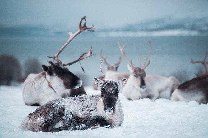 Reindeer Feeding and Sami Culture Including Lunch from Tromso - Price and Time: Is $145.53 Worth a Half-Day in Winter?