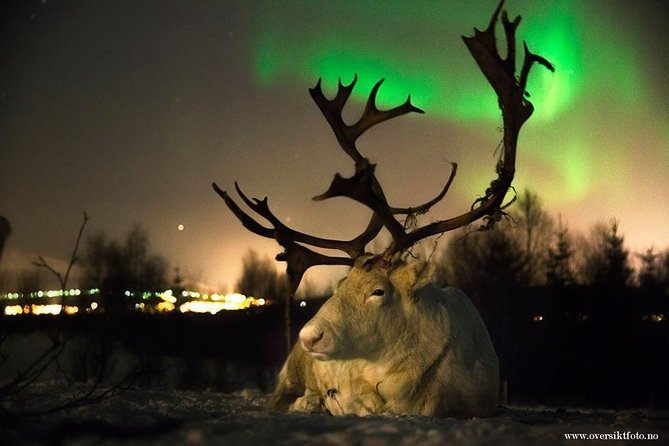 Reindeer Sledding and Feeding with Chance of Northern Lights Tromso - Key things to know before you go
