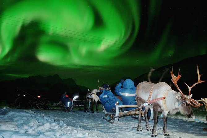 Reindeer Sledding and Feeding with Chance of Northern Lights Tromso - Why a Sami reindeer night feels different than DIY in Tromso