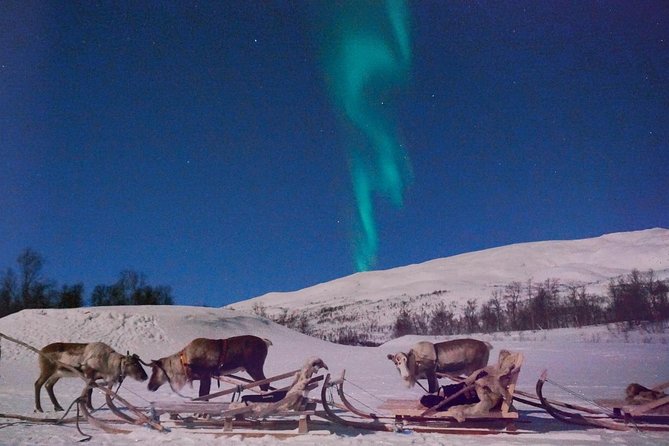Reindeer Sledding and Feeding with Chance of Northern Lights Tromso - Reindeer sledding and feeding: the part you should prioritize
