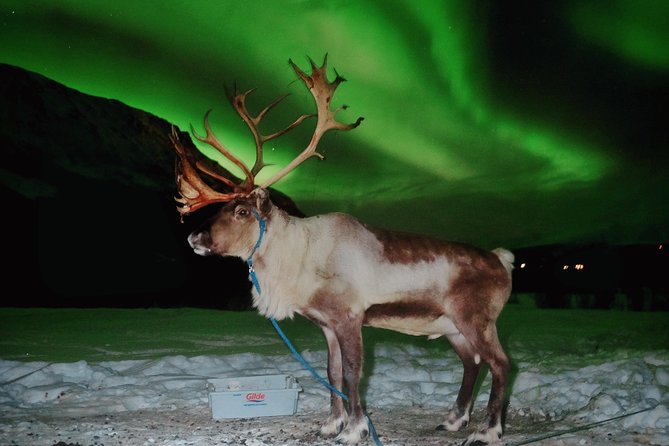 Reindeer Sledding and Feeding with Chance of Northern Lights Tromso - The northern lights chance: what the guides do when the sky matters