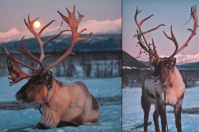 Reindeer Sledding and Feeding with Chance of Northern Lights Tromso - Warm up inside the lavvu: Sami stew, hot drinks, and real stories