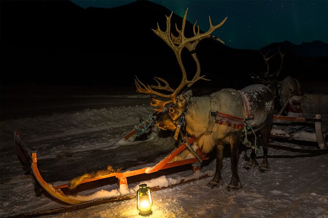 Reindeer Sledding and Feeding with Chance of Northern Lights Tromso - Price and value: what $235.73 is really paying for