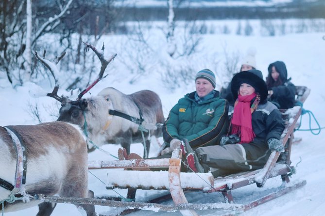 Reindeer Sledding and Feeding with Sami Culture in Tromso. - Why Tromsø Lapland’s Reindeer Sledding Feels Like More Than a Ride