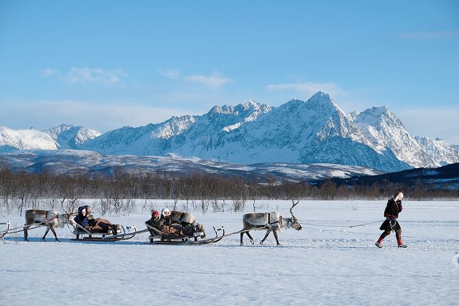 Reindeer Sledding and Feeding with Sami Culture in Tromso. - Price and Value: Is $237 Worth It?