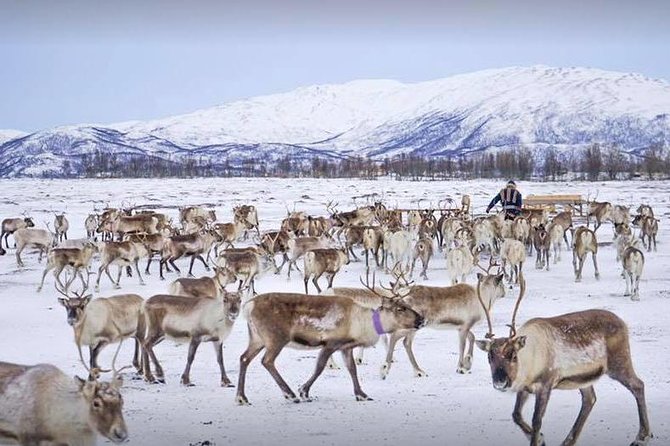 Reindeer Sledding Experience and Sami Culture Tour from Tromso - Lavvu warming huts, hot drinks, and “how not to freeze”