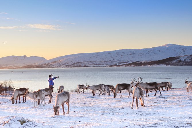 Reindeer Sledding Experience and Sami Culture Tour from Tromso - Lunch and Sami camp cooking: bidos, cake, and repeatable warmth