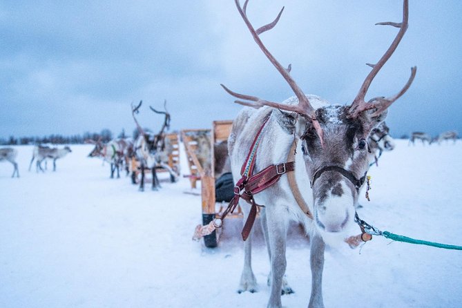 Reindeer Sledding Experience and Sami Culture Tour from Tromso - Group size and pacing: how a camp visit stays organized