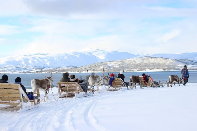 Sami Culture and Short Reindeer Sledding from Tromso - Key highlights to focus on