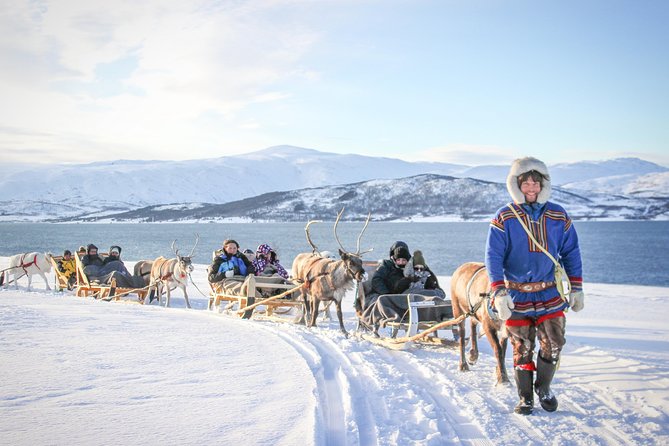 Sami Culture and Short Reindeer Sledding from Tromso - A Quick Read on Tromso Sami Reindeer: Who This Half-Day Fits