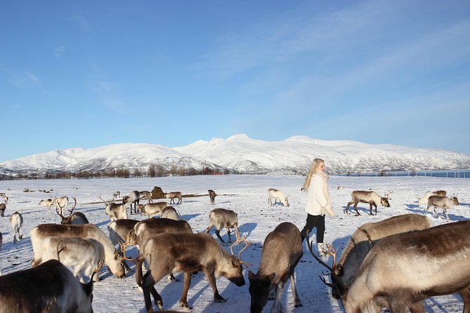 Sami Culture and Short Reindeer Sledding from Tromso - Lavuu Warmth, Coffee, and a Real Sami Meal