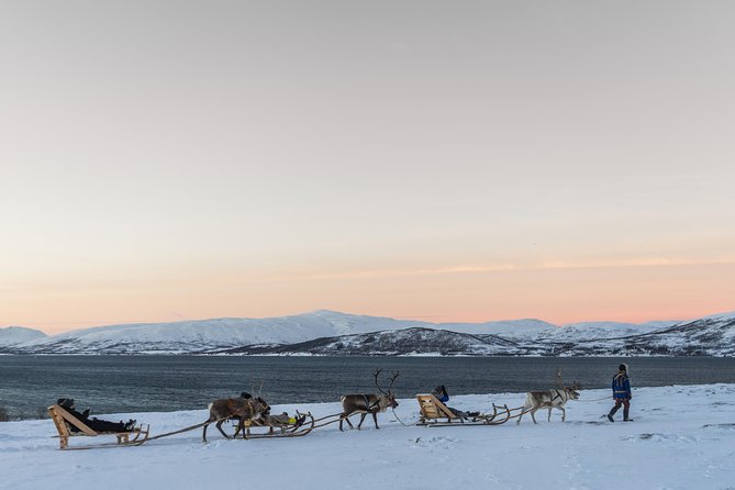 Sami Culture and Short Reindeer Sledding from Tromso - Group Size, Timing, and the Waiting Gap Between Activities