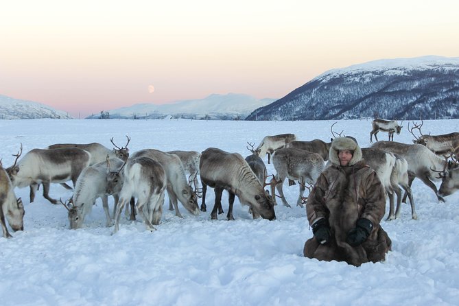 Sami Culture and Short Reindeer Sledding from Tromso - Food Options, What to Wear, and Small Comfort Wins