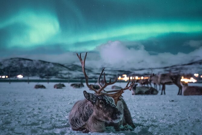 Sami Reindeer Camp Visit and Aurora Wonder Night - Why starting at 4:30 pm in Tromsø makes sense