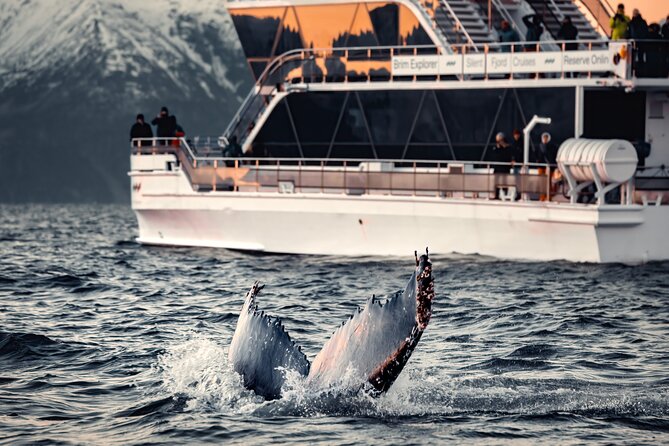 Silent Whale Watching by Hybrid-Electric Boat from Tromsø - Key Highlights at a Glance
