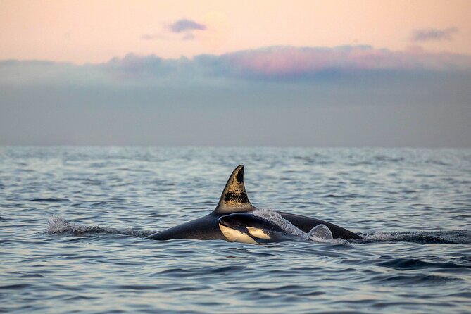 Silent Whale Watching by Hybrid-Electric Boat from Tromsø - Why Silent, Hybrid-Electric Whale Watching in Tromsø Feels Different